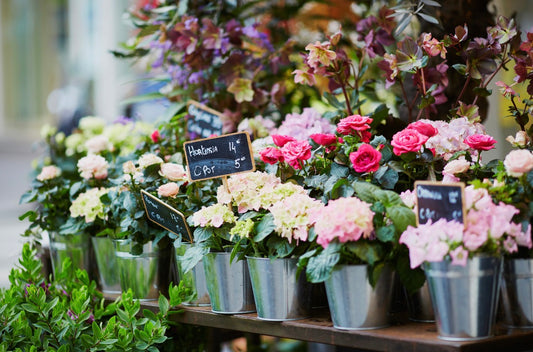 The best of Muskoka outdoor markets this summer!